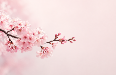 Sakura Bloom